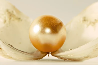 Download Wallpapers 1920x1080 Pearl, Flower, Beautiful, Gentle Full ...