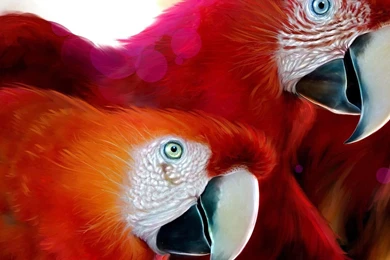 Desktop Wallpapers · Gallery · HD Notebook · African Parrots ...