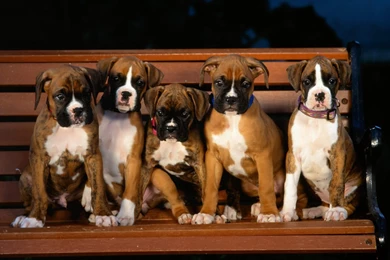 Boxer Dog HD Wallpaper, Boxer Dog Images, New Wallpapers