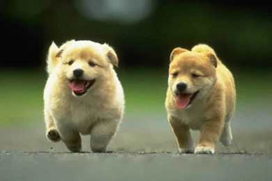 Puppies Desktop Wallpapers Puppies Backgrounds Puppies Desktop ...