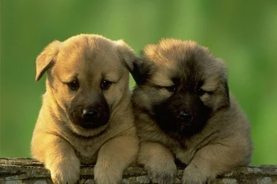 Download Cute Puppies The Free Two Wallpapers 1024x768