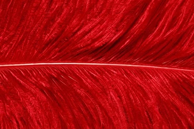 Desktop Wallpapers · Gallery · HD Notebook · Red Feather Laptops ...