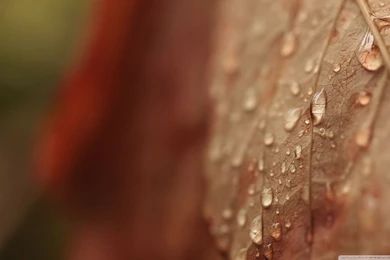 Brown Drops HD Desktop Wallpapers : Widescreen : High Definition ...