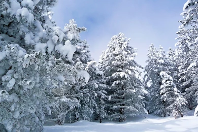 Snowy Landscape HD Wallpapers