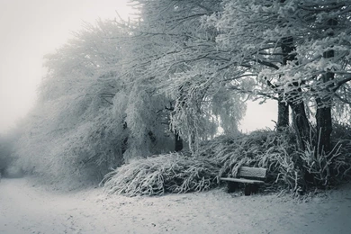 Snowy Trees HD Nice Wallpapers Free HD Wallpapers   Download Snowy ...