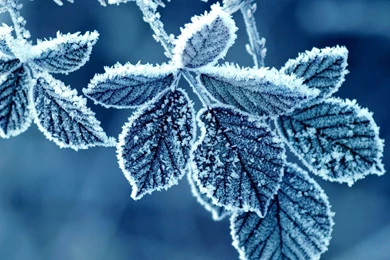 Frost Winter Leaves Snowy HD Wallpapers