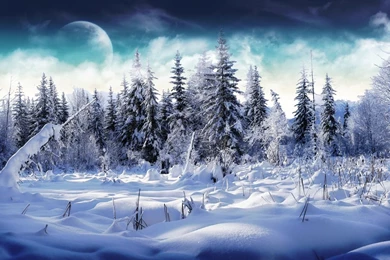 Winter Forest Desktop Wallpapers   Full HD