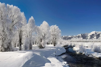 Download Download Winter Wallpapers Photo