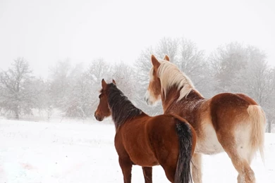 Download Wallpapers 1366x768 Horse, Winter, Snow, Couple Laptop ...