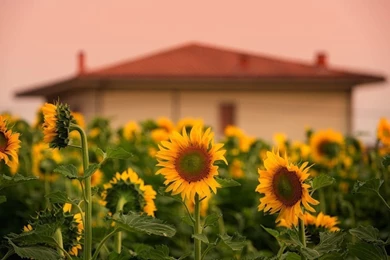 Tuscan Culinary Tour — Inn At Baldwin Creek, Mary's Restaurant