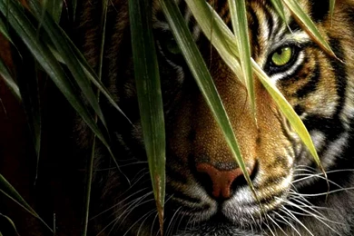 Tiger HD Wallpapers