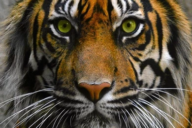 Tiger Eye Wallpapers   Widescreen HD Wallpapers