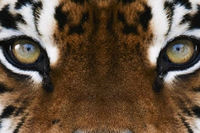 Tiger Eye Wallpapers   Widescreen HD Wallpapers