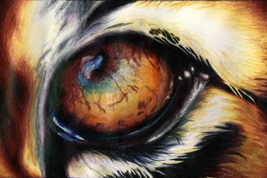 Tiger Eye Images   Wallpapers HD Wide