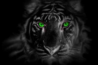 DeviantArt: More Like Green Eye Tiger By Tigerallied