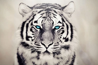 Tiger Dangerous Eye HD Wallpapers