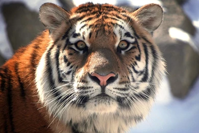 With Killing Eye Closeup Face Of Tiger Images