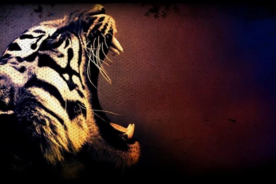 Eye Of The Tiger Pictures Wallpapers