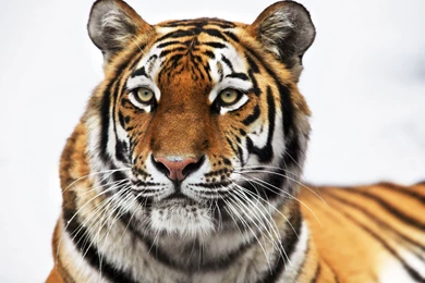 Tiger Eye Wallpapers   Wallpapers