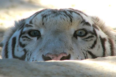 Full HD 1080p Tiger Wallpapers HD, Desktop Backgrounds 1920x1080