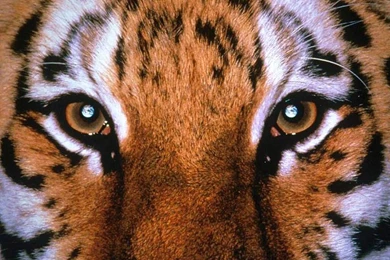 Pictures Of The Tiger   HD Wallpapers Lovely