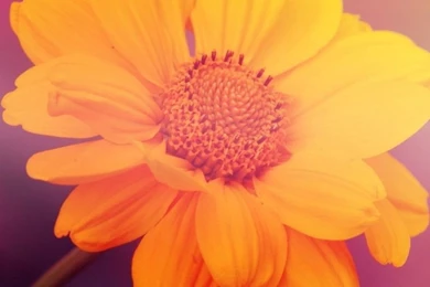 768x1024 Yellow Flower On Pink Backgrounds Ipad Mini Wallpapers