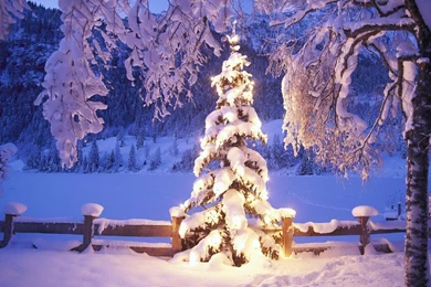 Snowy Tree Wallpapers   Holiday Wallpapers