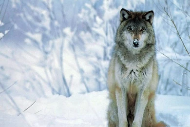 Snow Wolf HD Wallpapers HD Wallpapers