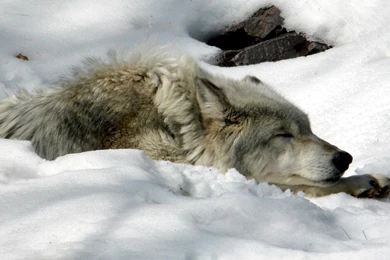 Space Wolves Wallpapers   Widescreen HD Wallpapers