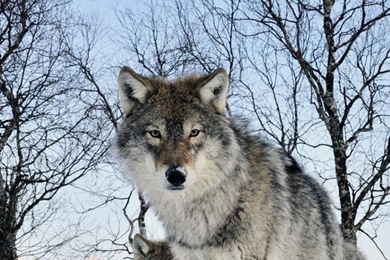 Download Wallpapers 1080x1920 Wolf, Walk, Flock, Winter, Snow Sony ...