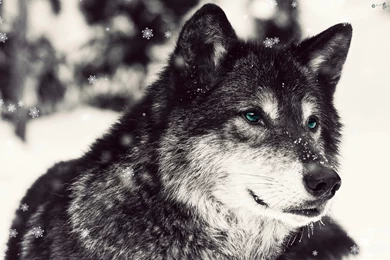 HD) Snow Wolf Wallpapers (By: BlackDragon) By Jadenblackdragon On ...