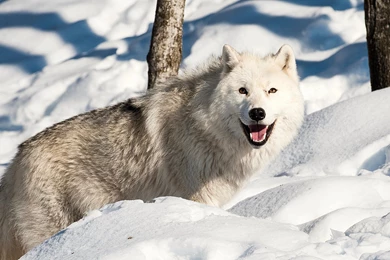 Download Wallpapers 2560x1440 Dog, Wolf, Snow, Winter Mac iMac 27 ...
