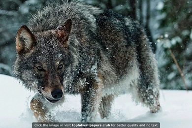 Best Wolf 4K Or HD Wallpapers For Your PC, Mac Or Mobile Device