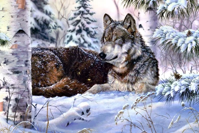 Wolf In Snow Wallpapers   Digital Art Wallpapers