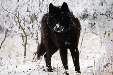 Black Wolf In Snow   Wolves Wallpapers (36825801)   Fanpop