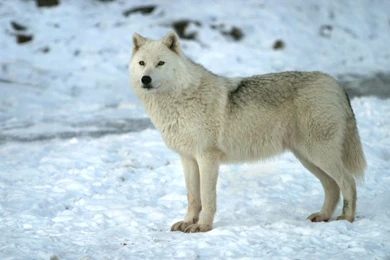 Snow Wolf Desktop Picture Id: 2377   7HDWallpapers