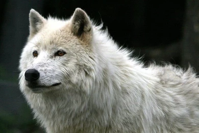 Snow Wolf Wallpapers By Wolfofdeth On DeviantArt