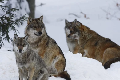 Download Wallpapers 1920x1080 Pack, Wolves, Winter, Snow, Forest ...