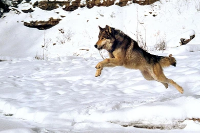 Wolf Jumping Over Snow >> HD Wallpaper, Get It Now!
