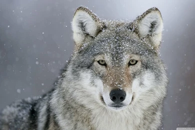 Predator Wolf Snow HD Desktop Wallpapers : Widescreen : High ...