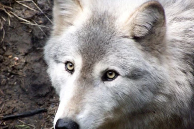 Snow Wolf Wallpapers 2 By Wolfofdeth On DeviantArt