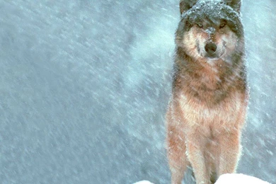 Beautiful Wolves 2009 Pack 1   Photo 8 Of 45