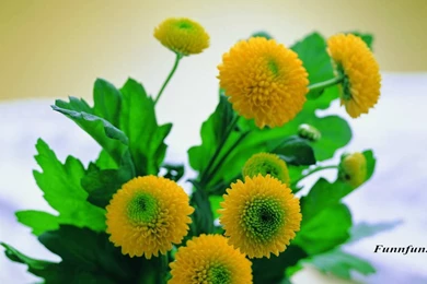 Full hd nature wallpapers free download.jpg