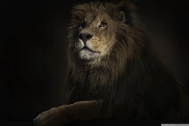 Lion King HD Desktop Wallpapers : Widescreen : High Definition ...