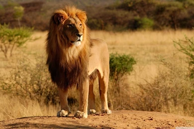 King Of The Jungle HD Desktop Wallpapers : High Definition ...