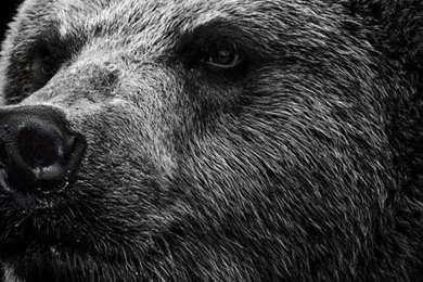 Android HTC Sensation 540x960 Bear Wallpapers HD, Desktop ...