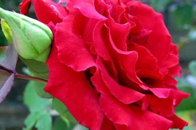 HD Flowers Wallpapers For Laptop Free Download 2.jpg