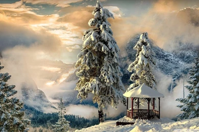 Snow Trees Witner Landscape Wallpapers HD Download