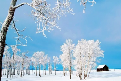 Snowy Landscape Wallpapers