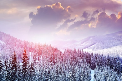 Snow Trees Witner Landscape Wallpapers HD Download